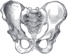 男性の骨盤