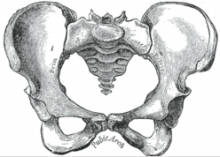 女性の骨盤